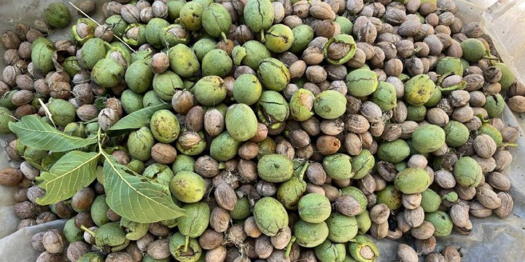 Kimi dallara çıkıyor, kimi uzun sırıklarla topluyor! Hummalı çalışma başladı: Kilosu 350 TL’den satılıyor 3